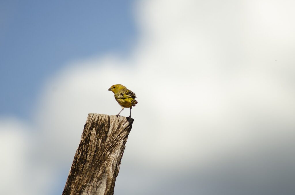 canary, bird, wood-6088390.jpg
